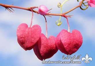 awww.beytoote.com_images_stories_religious_re1277.jpg