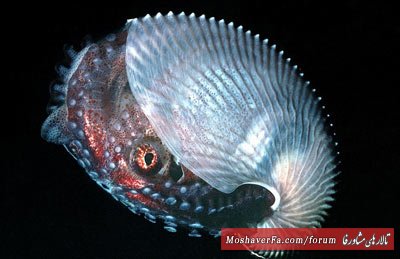 awww.beytoote.com_images_stories_scientific_hhs1743.jpg