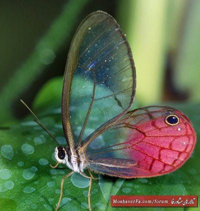 awww.beytoote.com_images_stories_scientific_hhs1740.jpg