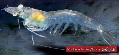 awww.beytoote.com_images_stories_scientific_hhs1739.jpg