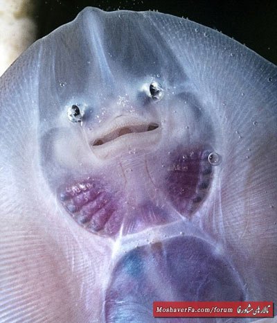 awww.beytoote.com_images_stories_scientific_hhs1738.jpg