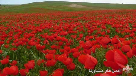 awww.beytoote.com_images_stories_iran_ir3036_3.jpg