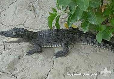 awww.beytoote.com_images_stories_iran_ir3034_2.jpg