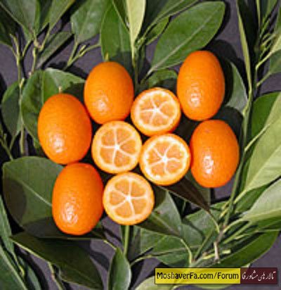 awww.beytoote.com_images_stories_cookery_co608.jpg